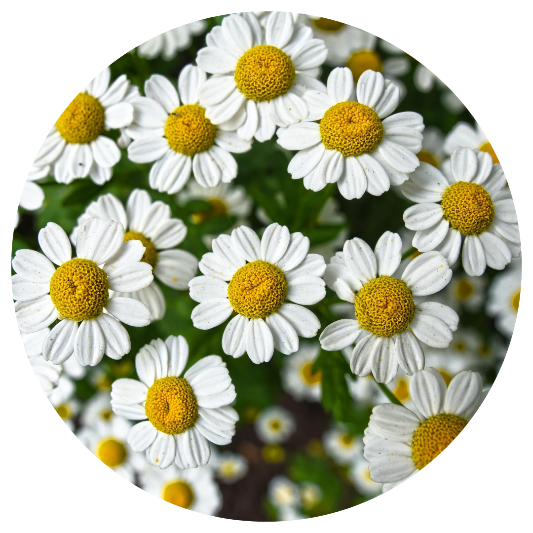 Chamomile