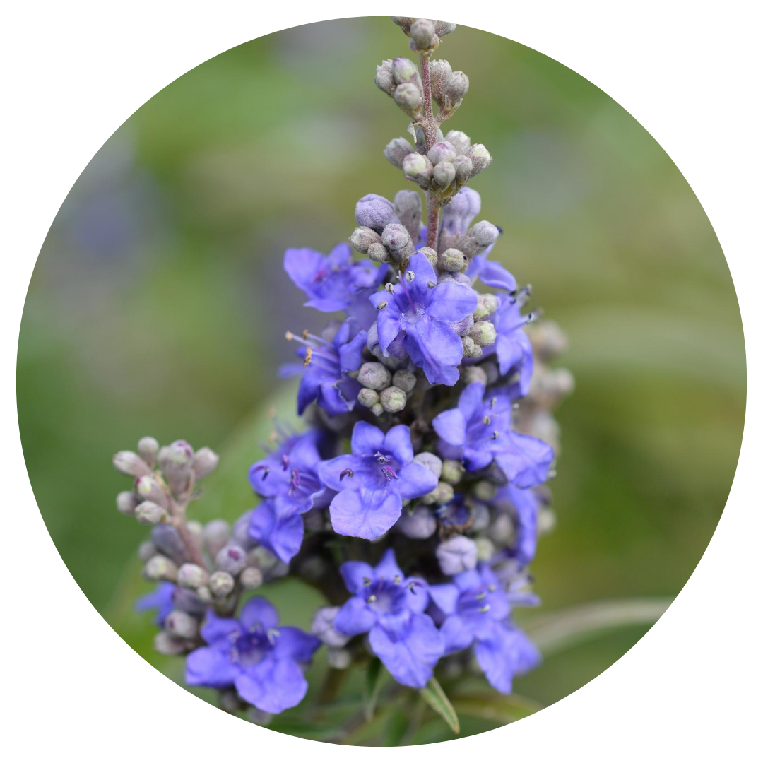 Chasteberry (Vitex Agnus Castus)