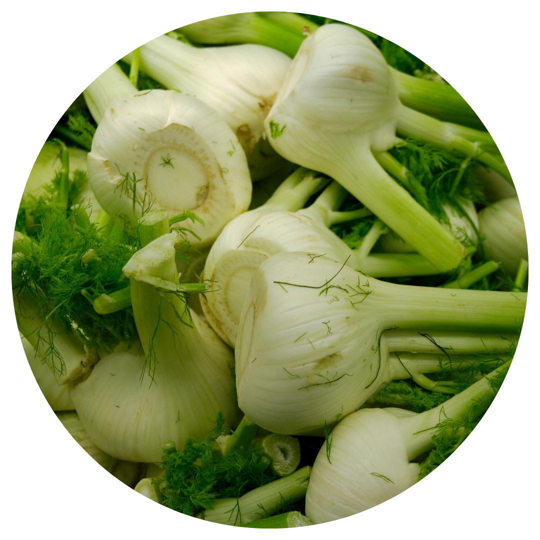 Fennel