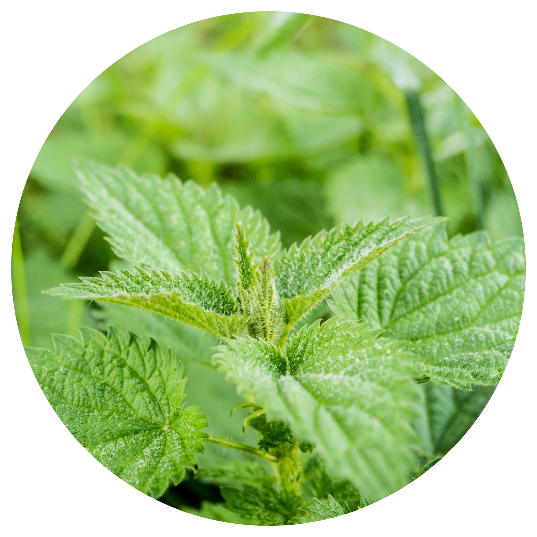 Raspberry Leaf