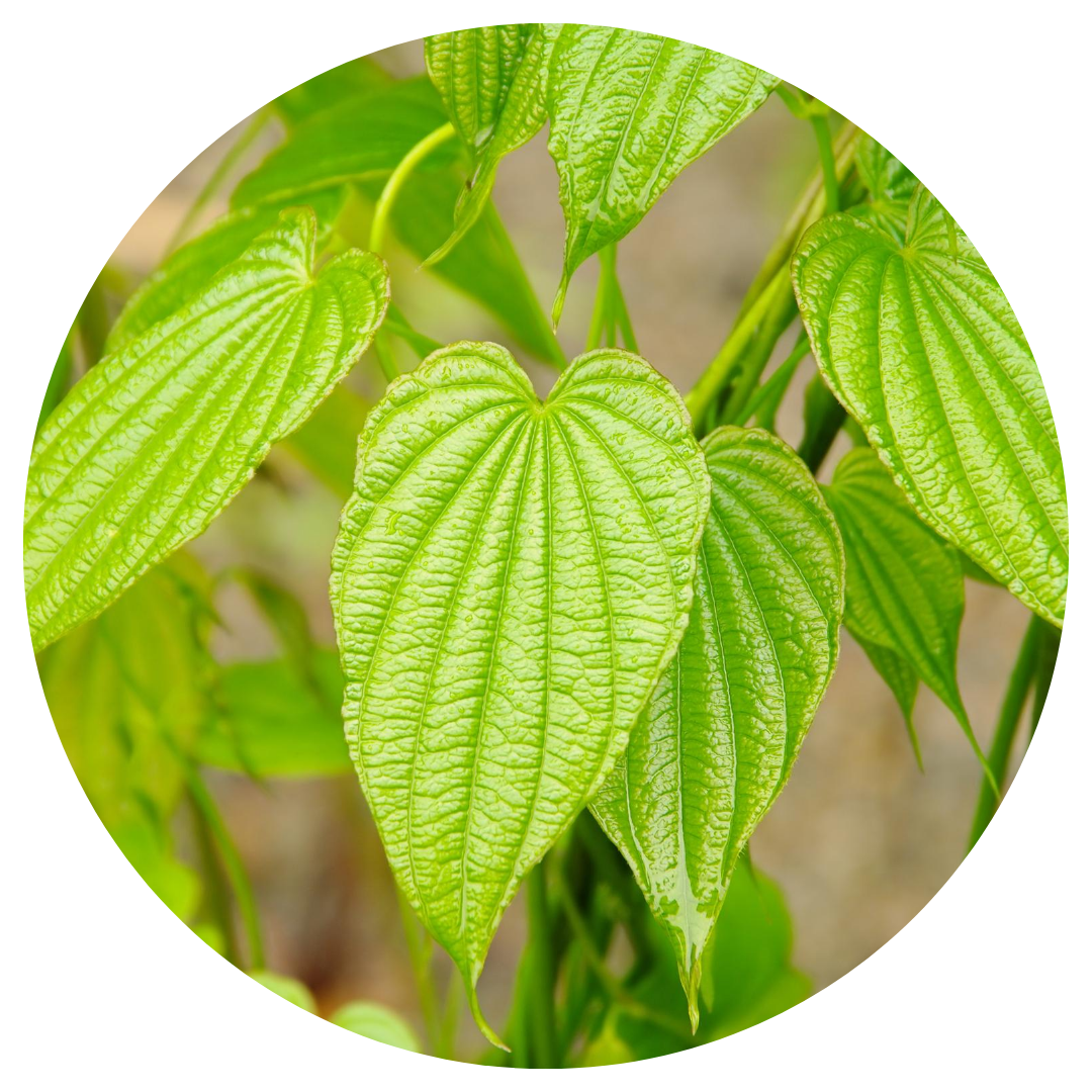 Wild Yam